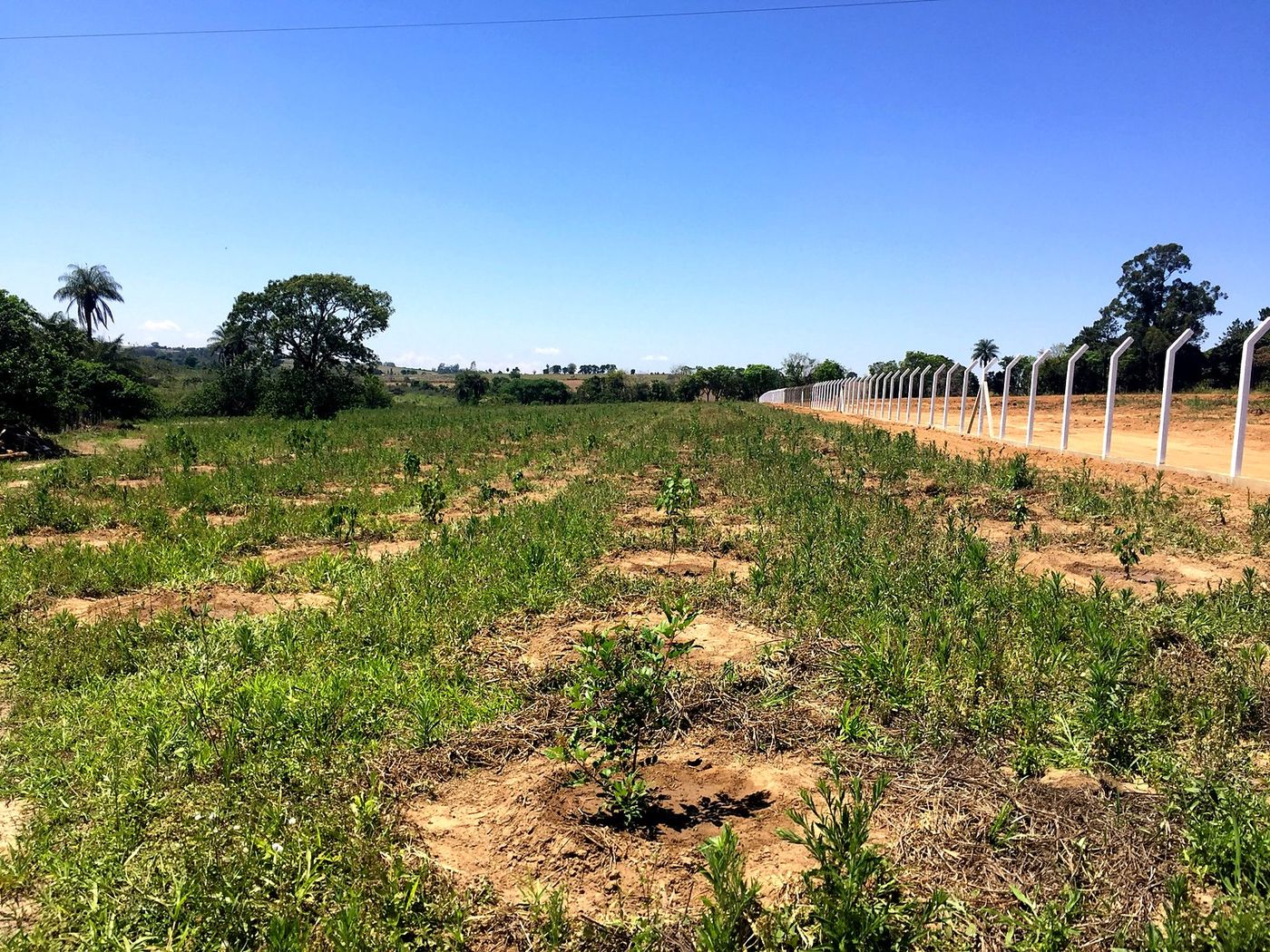 Área recém-plantada com mudas nativas em covas coroadas, ao lado de cerca nova