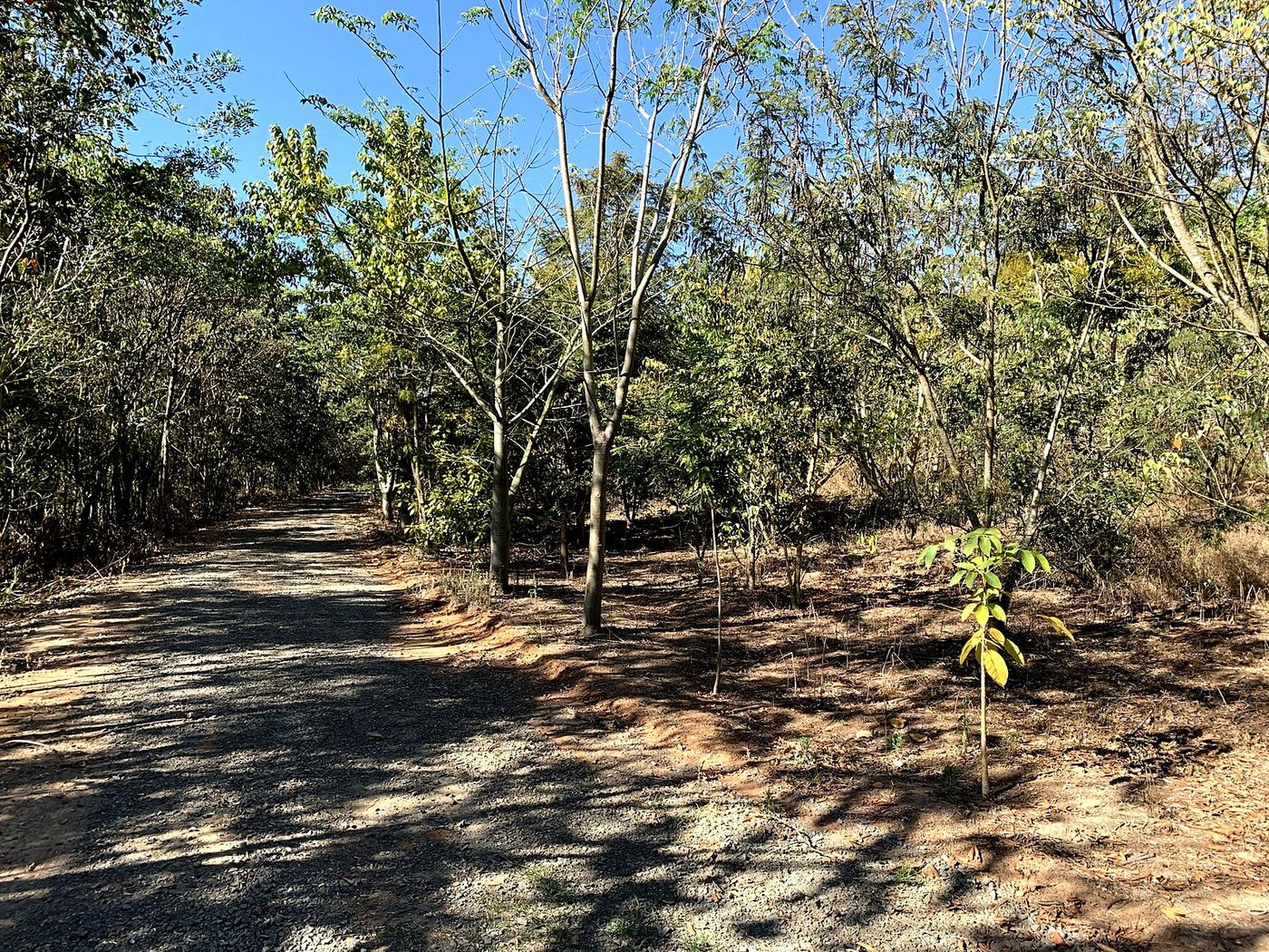 Área reflorestada com árvores formadas ao lado de estrada de cascalho