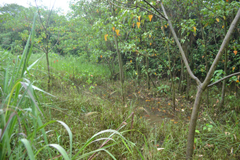 Manuntenção de Solos