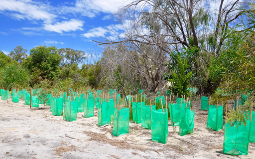 Reflorestamento Florestal